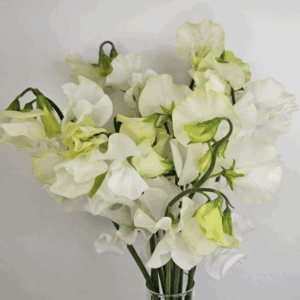 Sweet Pea - White